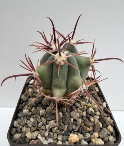Ferocactus peninsulae, Rancho Las Virgenes, BCS