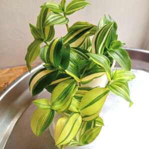 Tradescantia 'Yellow hill'