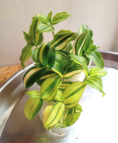 Tradescantia 'Yellow hill'