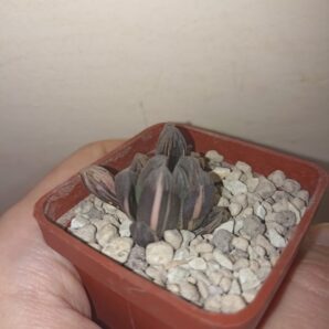 Haworthia Big Black Jade Dew Variegata
