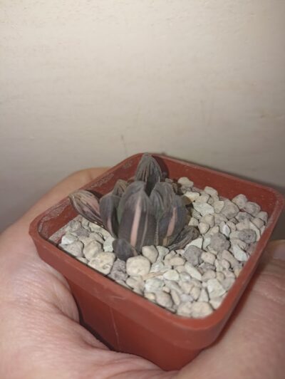 Haworthia Big Black Jade Dew Variegata