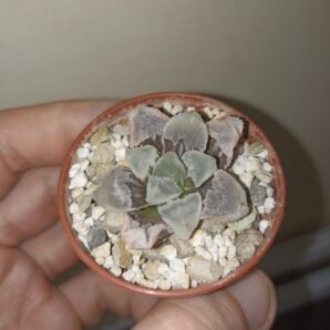Haworthia Hakuteijyo