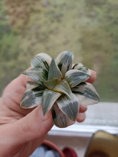 Haworthia Frozen Mirror Variegated