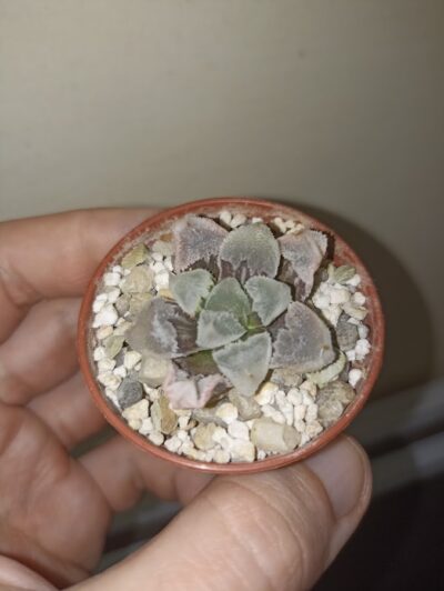 Haworthia Hakuteijyo