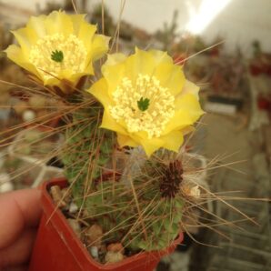 Opuntia rubrispina cv. "Fuhs"- вся рослина- | 65