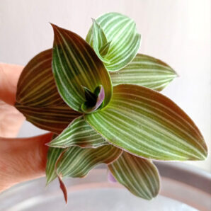 Callisia gentlei