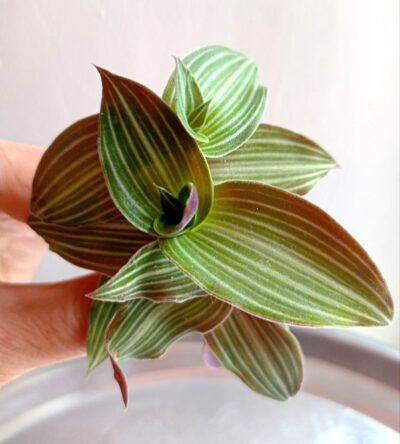 Callisia gentlei