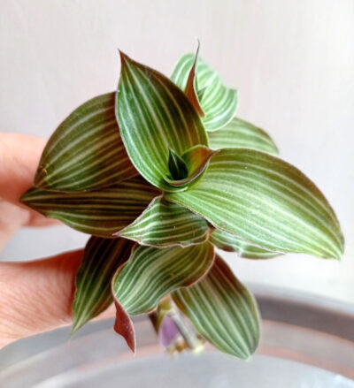 Callisia gentlei