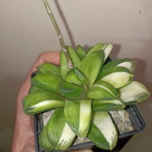 Haworthia Gold Rush Variegata