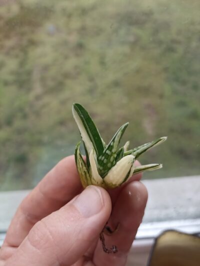 Haworthia Angel’s Tears Variegated