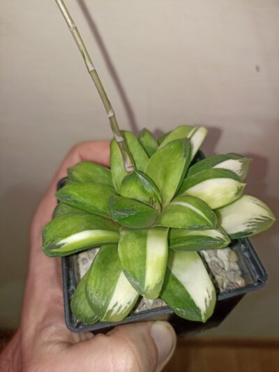 Haworthia Gold Rush Variegata