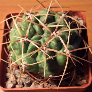 № 7 Gymnocalycium monvillei RS 2281