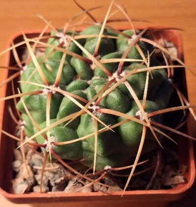 № 7 Gymnocalycium monvillei RS 2281