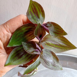Tradescantia zebrina 'Tikal'