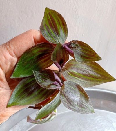 Tradescantia zebrina 'Tikal'