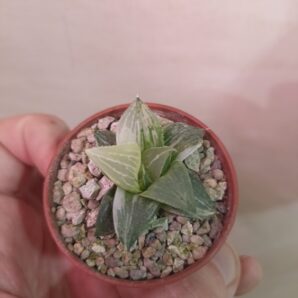 Haworthia Badia Variegata