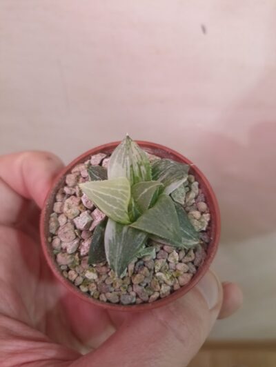 Haworthia Badia Variegata