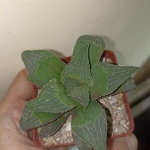 Haworthia Magnifica