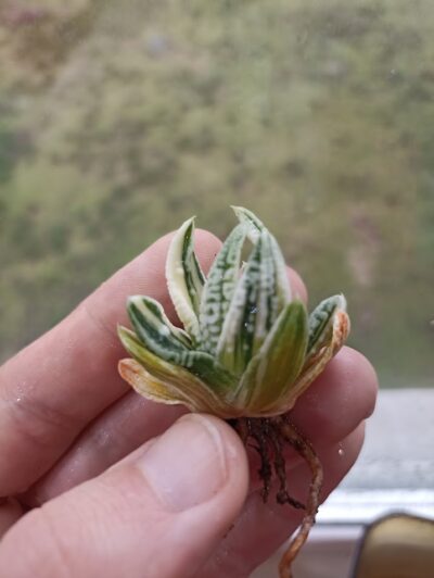 Haworthia Emperor Variegated