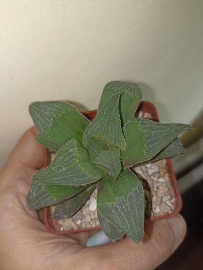 Haworthia Magnifica
