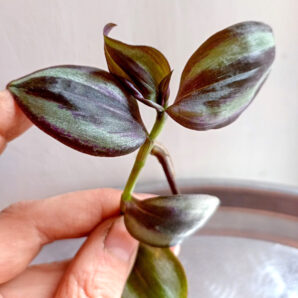 Tradescantia zebrina 'Red Gem'