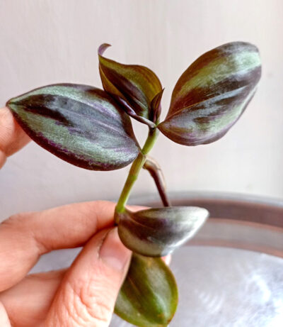 Tradescantia zebrina 'Red Gem'