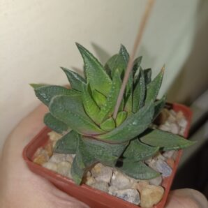 Haworthia Scabra var. Starkiana