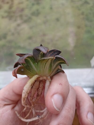 Haworthia Atrofusca Variegated - Зображення 2
