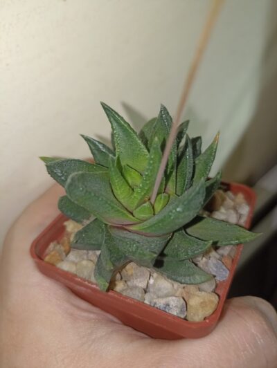 Haworthia Scabra var. Starkiana