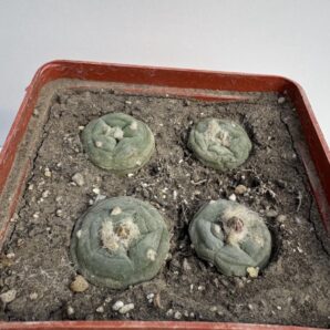 Lophophora alberto-vojtechii VM 758, SLP