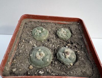Lophophora alberto-vojtechii VM 758, SLP