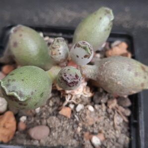 Adromischus Silver tubes
