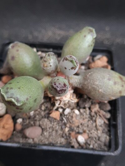 Adromischus Silver tubes