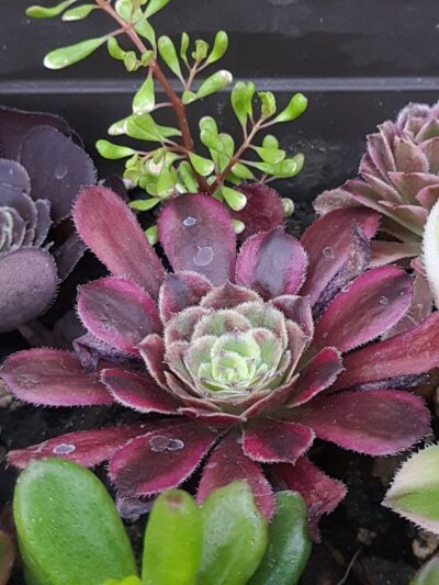 Aeonium Mardi Gras - Зображення 2