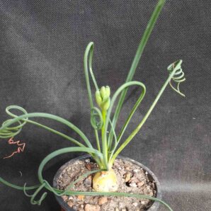 Albuca spiralis