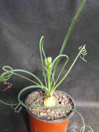 Albuca spiralis