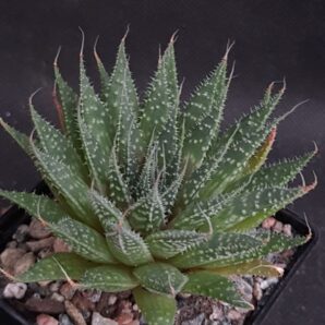 Aloe variegata