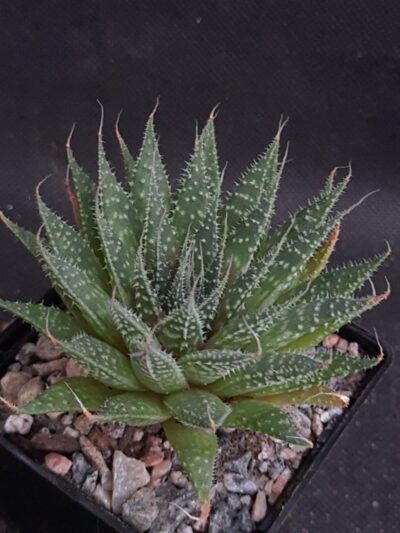 Aloe variegata