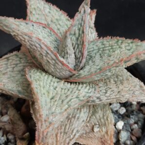 Aloe cv. ‘Snow Flake’