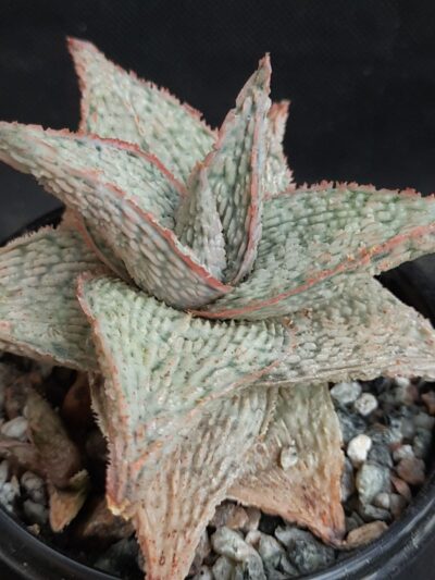 Aloe cv. ‘Snow Flake’