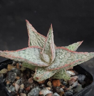 Aloe cv. ‘Snow Flake’ - Зображення 2