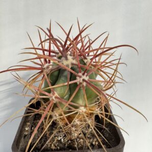 Ferocactus fordii v. grandiflorus, Sierra Santa Clara, BCS