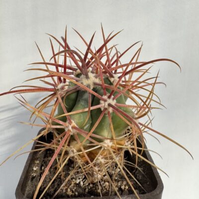 Ferocactus fordii v. grandiflorus, Sierra Santa Clara, BCS