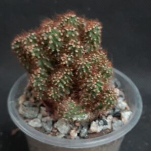 Cereus peruvianus monstrosus