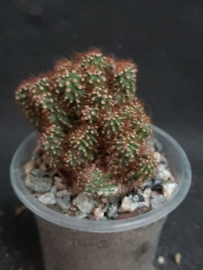 Cereus peruvianus monstrosus