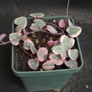 Ceropegia woodii variegata