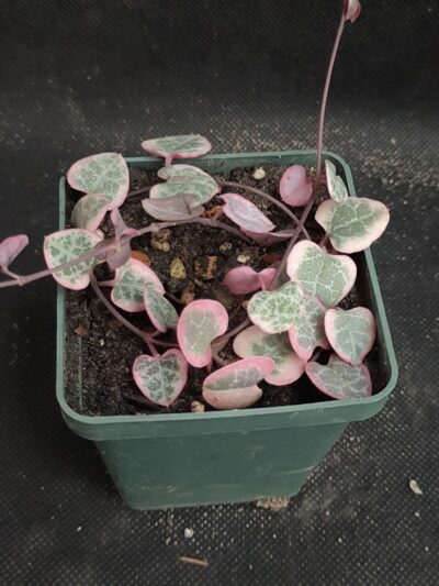Ceropegia woodii variegata