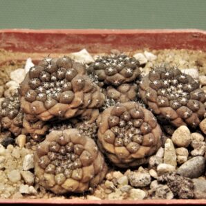 copiapoa-hypogaea-1