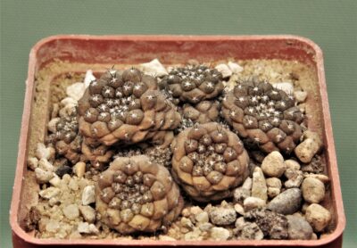 copiapoa-hypogaea-1