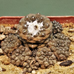 copiapoa-hypogaea-2